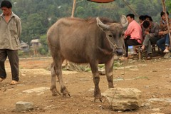 Vietnam0713_BacHa_AnimalMarket