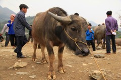 Vietnam0739_BacHa_AnimalMarket