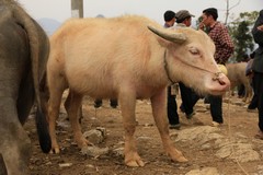 Vietnam0744_BacHa_AnimalMarket