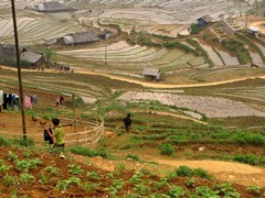 Vietnam2740_LaoChai_WorkingFields