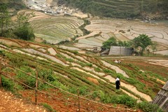 Vietnam2744_LaoChai_WorkingFields