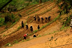 Vietnam2753_LaoChai_WorkingFields