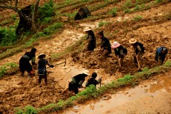 Vietnam2758_LaoChai_WorkingFields