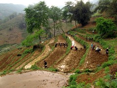 Vietnam2761_LaoChai_WorkingFields