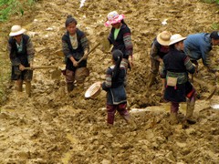 Vietnam2762_LaoChai_WorkingFields