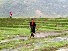 Vietnam2806_LaoChai_WorkingFields