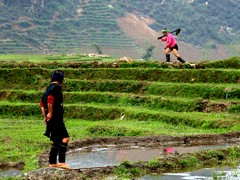 Vietnam2812_LaoChai_WorkingFields