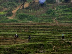 Vietnam3223_LaoChai_ValleyFloor