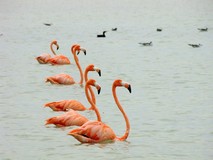 Y0699_Celestun_Flamengos