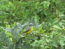 Y1304_Uxmal_Birds