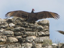 Y5807_Coba_Vultures