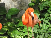 Y6723_Xcaret_ParrotsFlamengos