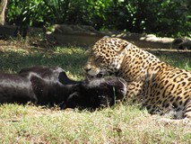 Y6871_Xcaret_JaguarTiger