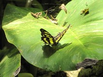 Y6920_Xcaret_Mariposario