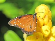 Y6943_Xcaret_Mariposario