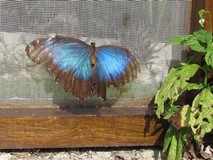 Y7018_Xcaret_Mariposario