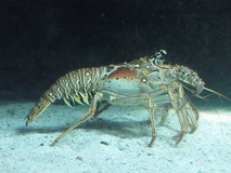 Y7058_Xcaret_Aquarium