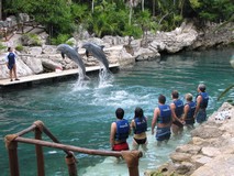 Y7118_Xcaret_SwimDolphins