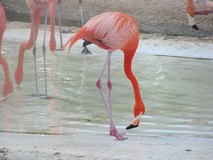 Y7159_Xcaret_Flamengos