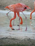 Y7162_Xcaret_Flamengos