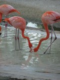 Y7171_Xcaret_Flamengos