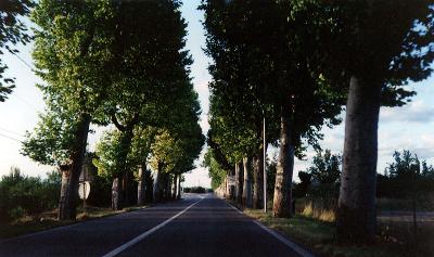 Route des Platanes in Aix-en-Provence