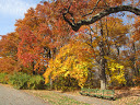  Pictures from Arnold Arboretum 