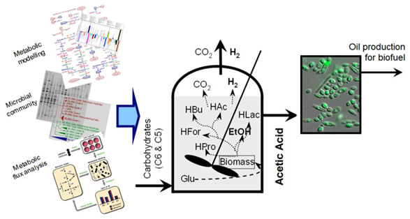 Anaerobic biofuel production diagram