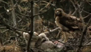 MIT Red Tailed Hawks (Spring, 2004)