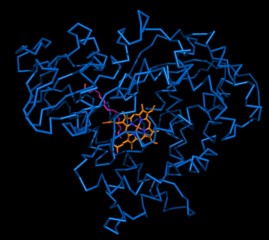 fMRI Scan