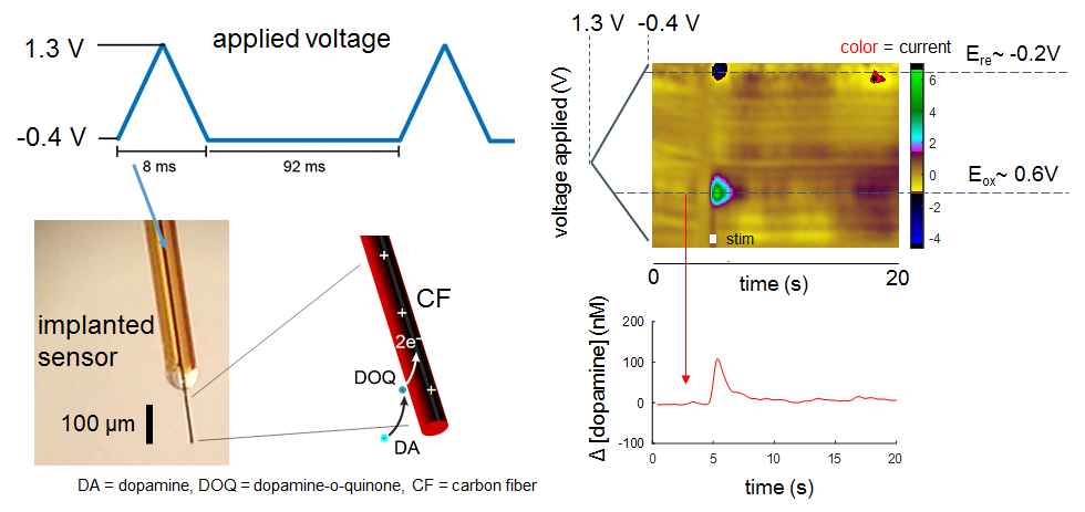 fscv dopamine recording operation