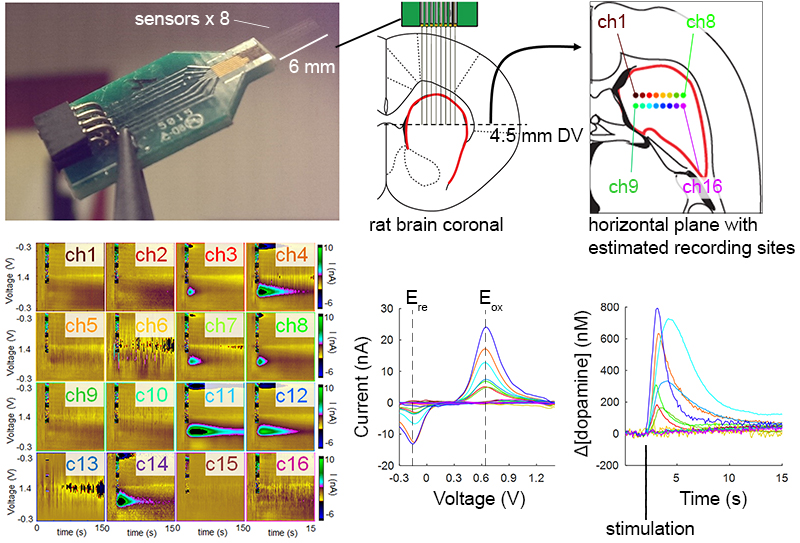 recording dopamine concurrently from multiple brain sites