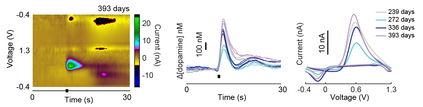 inflammation induced by intracranial implants