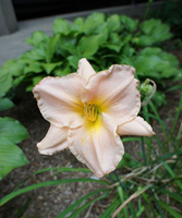 daylily