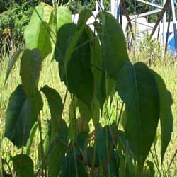 picture of poison ivy